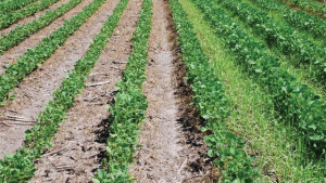 Herbicides 2014: A Weed Killer For Every Weed