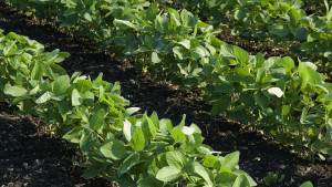 ASA: Soy Farmers Appreciate Tariff Reprieve