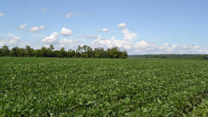 New DuPont Afforia Herbicide Gives Crops A Clean Start