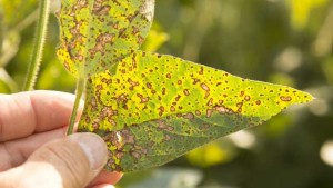 Septoria Brown Spot, Frogeye Leaf Spot Among Troublesome Diseases In 2013