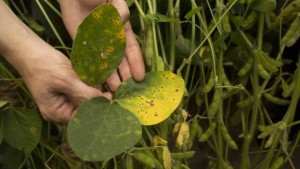 MANA Introduces Custodia Premix Fungicide For Row Crops