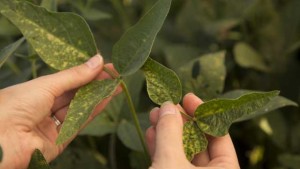 Bayer Applies For Seed Treatment That Protects Against Sudden Death Syndrome