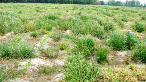 Fall Herbicide Applications More Effectively Manage Resistant Italian Ryegrass