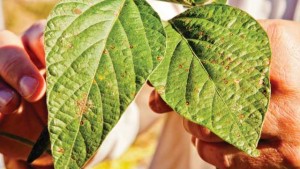 New FMC Website Provides Season-Long Updates On Fungicide Plots