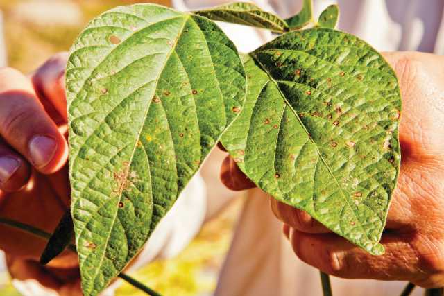 Make The Case For Fungicides In 2014