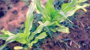 3 Key Questions For Sulfur Application