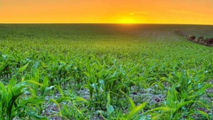 Making the Case for Biologicals 