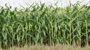 Enhanced Nutrition For High-Yield Corn