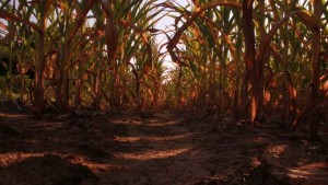 How Does Nitrogen Loss Occur During Wet, Saturated Conditions?