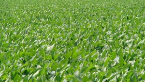 Four Arysta Fungicide Formulations Given FIFRA Approvals For Seed Treatments