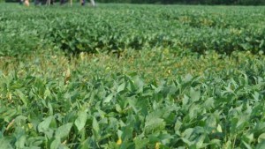 Bayer CropScience’s ILeVO Approved By EPA