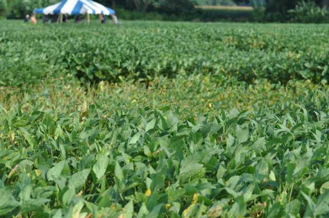 Sudden Death Syndrome Appearing in Soybeans