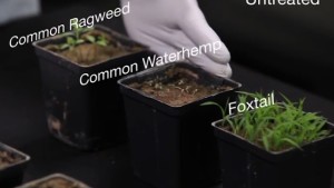 Study: Preemergence Herbicides With Multiple Sites Of Action Critical For Optimal Control