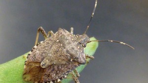 What Exactly Is This? The Question to Base Your Pest Management Strategy On