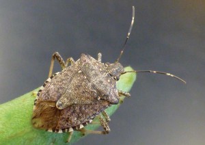 Brown Marmorated Stink Bug