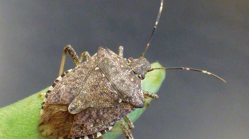 What Exactly Is This? The Question to Base Your Pest Management Strategy On