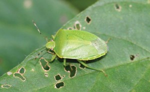 Green Stink Bug