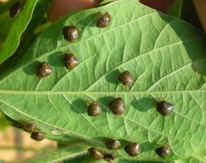 Kudzu Bug