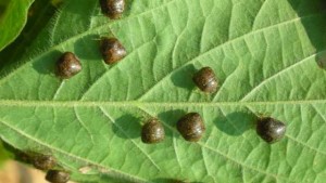 Get Ready For Spring . . . And Pests