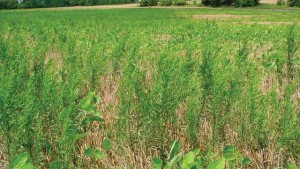 Marestail, Hemlock Focus Of Fall Herbicide Application In Indiana
