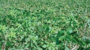 Special Issue Of Weed Science Explores Human Aspects Of Herbicide Resistance