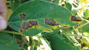 Publication Raises Awareness Of Soybean Vein Necrosis Virus