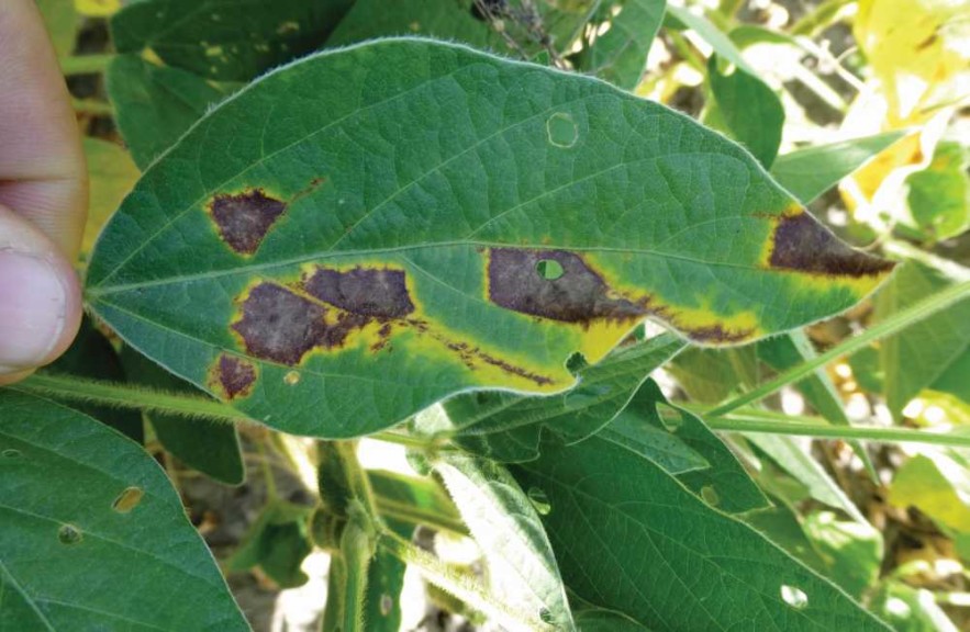 Soybean Vein Necrosis Virus