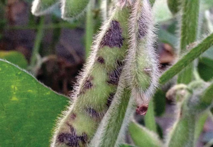 Tobacco Streak Virus