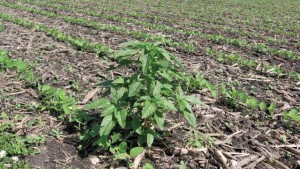 Crops, Insects Building Resistance to Herbicides Used for Decades