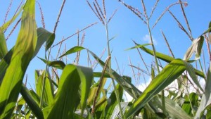 Ward Off Yield-Robbing Nutrient Deficiencies with Tissue Testing
