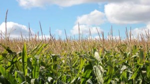 Koppert Launches New Biostimulant