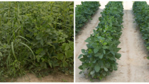 Enlist Duo Herbicide Moves Forward In Regulatory Process