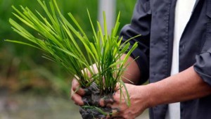BASF Develops New Herbicide-Tolerant Rice System