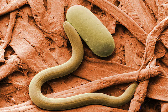 Syngenta Recommends An Integrated Approach To Nematodes