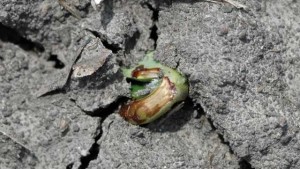 Soybean Injury From Soil-Applied Herbicides