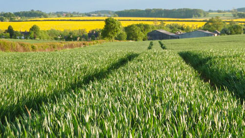 Syngenta Introduces New Cereal Herbicide