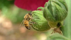 Bayer: 5 Reasons We Disagree With Maryland Neonic Ban