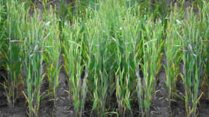 Arysta Touts Burndown Herbicide For Brome Management In Wheat