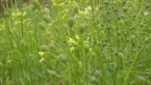 Building Better Biofuels: Collaboration Cultivates Camelina