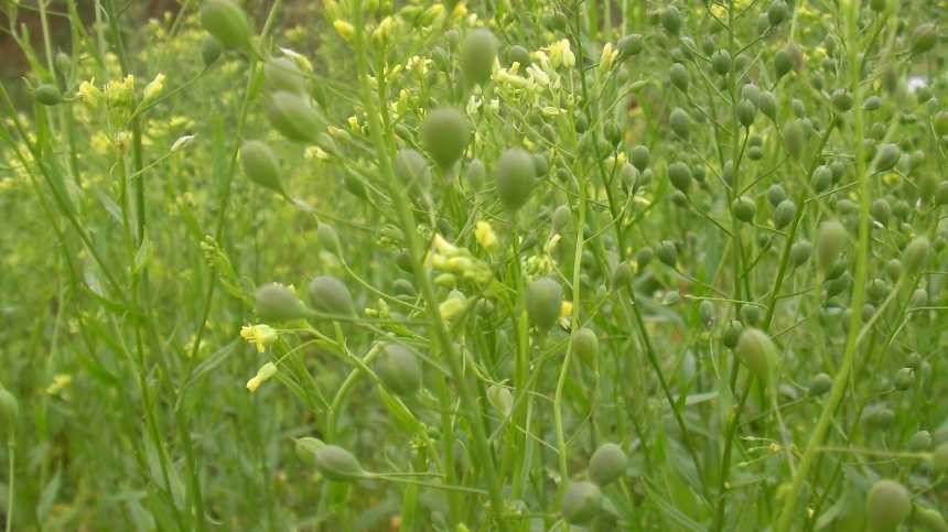 Turning Camelina Into a Renewable Fuel Source