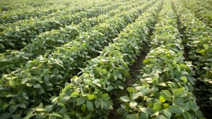 Herbicides 2017: New Cropping Systems Set For Debut