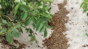 BASF Is Betting On A Bright Agricultural Future