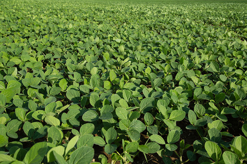 In Trade War, U.S. Soy May Be Safe – Rabobank