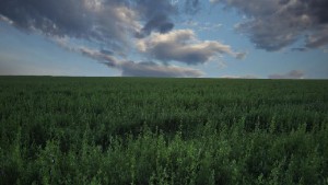 California to Ban Chlorpyrifos Use Starting in 2021