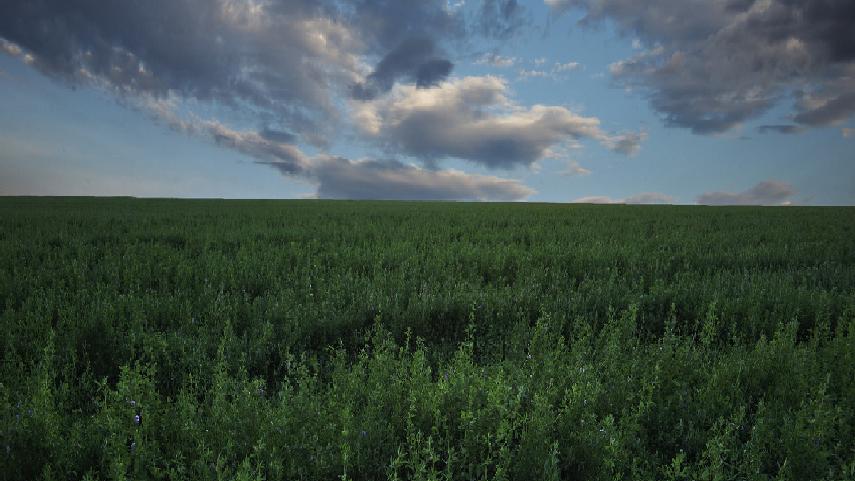 California to Ban Chlorpyrifos Use Starting in 2021