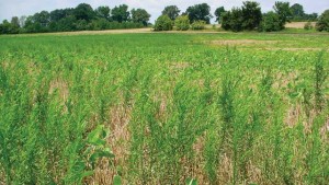 Ohio: Where Has All the Marestail Gone?