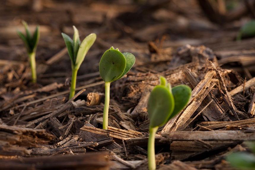 Agnition Launches Microbial Catalyst Seed Treatment