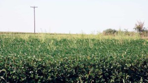 Top 10 Most Common and Most Troublesome Weeds in Broadleaf Crops, Fruits and Vegetables
