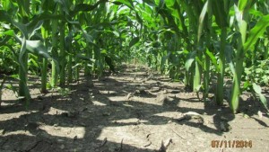 Syngenta Announces Acuron Trial Plot Results