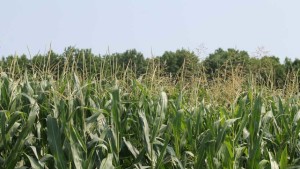 Dow Adds PowerCore To Corn Trait Lineup